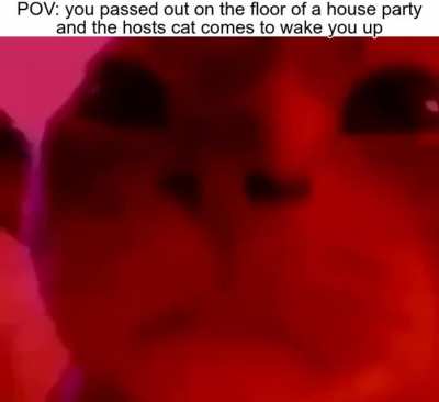 Cats Rule