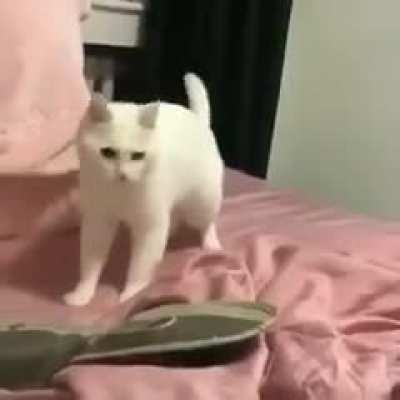 gatinho