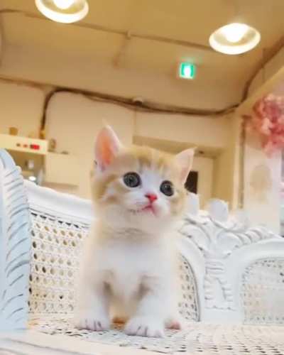 Little kitten