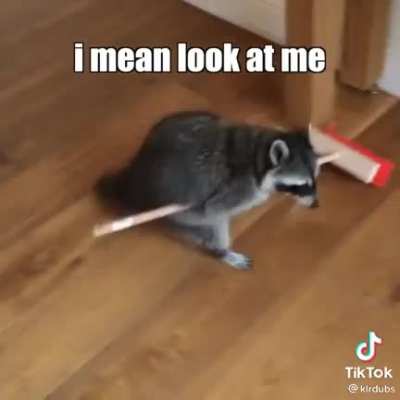 Poor raccoon