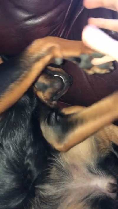 Ferocious Rottie