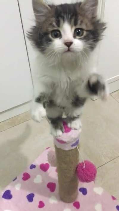 I am TT the great trapeze artist