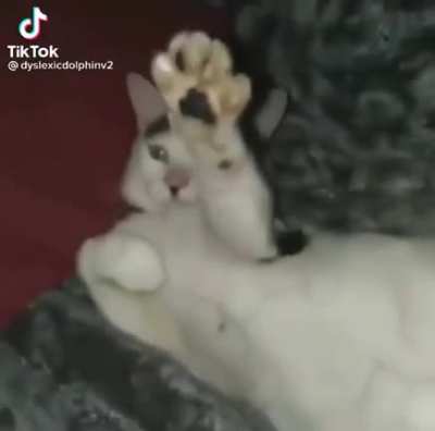 Croatian Cat