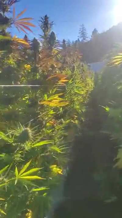 Just a little portion of our small 28 acre licensed farm.