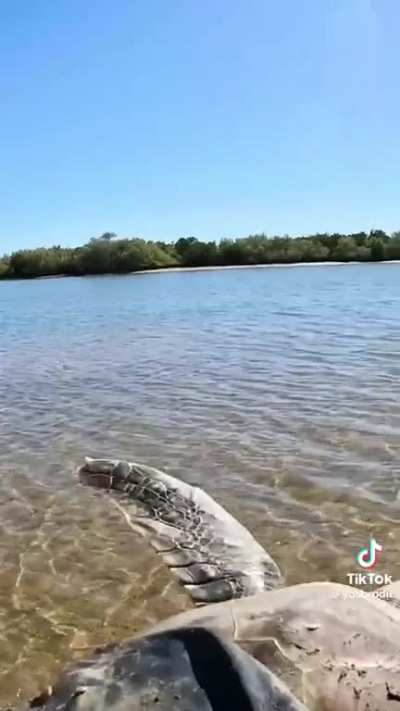 The way the turtle&rsquo;s legs started moving when it got closer to the water 