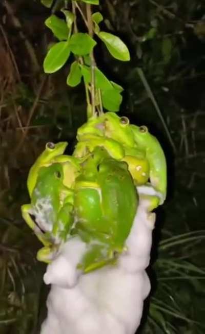 Mating of frogs occurs in the form of orgies in large groups. In most species, the females release the eggs, which are then immediately covered by the males with their sperm for fertilization. The white foam in the video is caviar wrapped in semen.