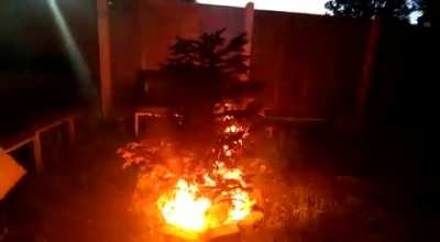 Let&rsquo;s burn the Christmas tree!!