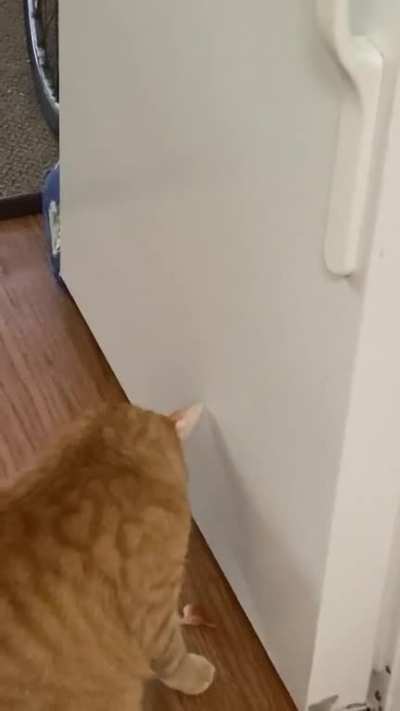 He likes to knock the cat butt magnets off of the fridge whenever I&rsquo;m in the kitchen. I thought they were placed high enough &amp;amp; were safe. I was wrong.