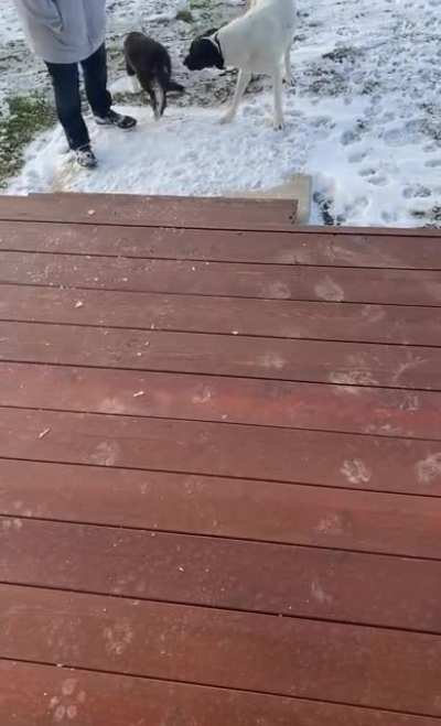 My boy Ozzy, trying to show my sister&rsquo;s foster pup how to climb stairs!