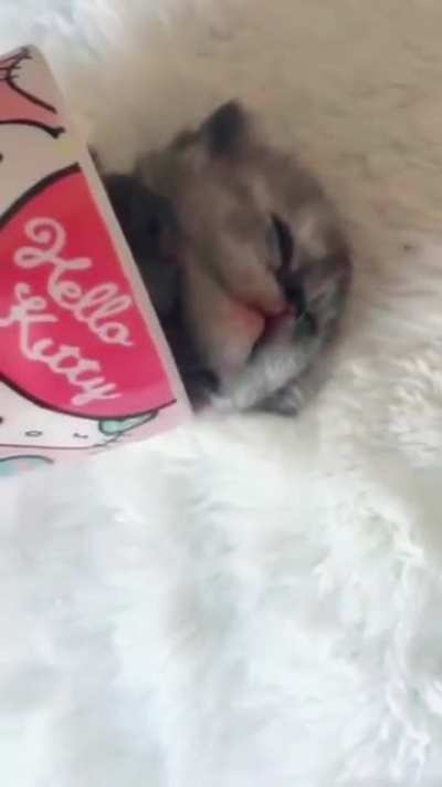 It's.. Too.. Cute.... Help
