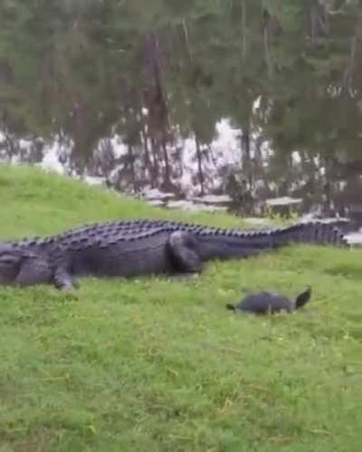 do turtles count?