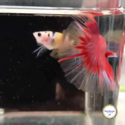 hulfmoon in red
