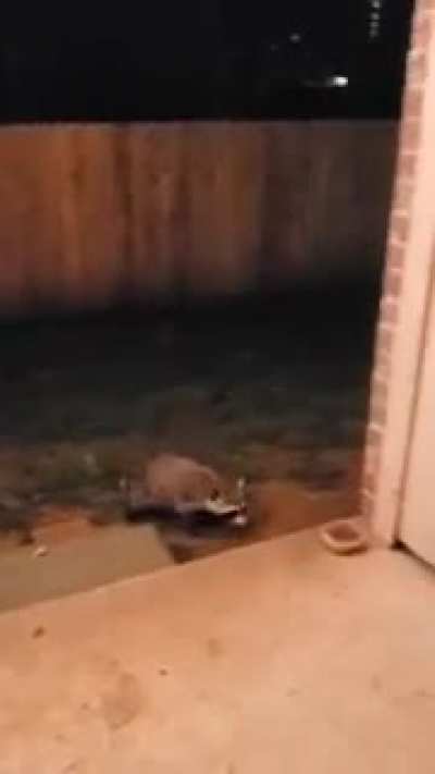 A new cat