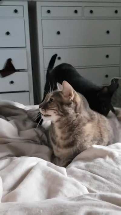 Perfectly cut cat scream