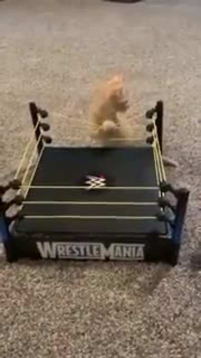 Cat Fight videos