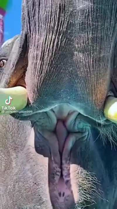 An elephant's mouth when it eats