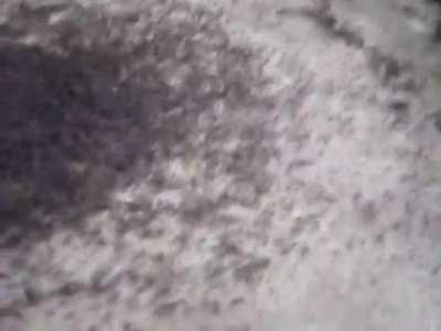 Este fen&ocirc;meno se chama C&iacute;rculo da Morte, que acontece com mais frequ&ecirc;ncia &agrave;s formigas-correi&ccedil;&atilde;o, quando perdem o rastro hormonal por onde passaram e come&ccedil;am a seguir o rastro uma da outra em uma espiral, at&eacute; que muitas morram de exaust&atilde;o