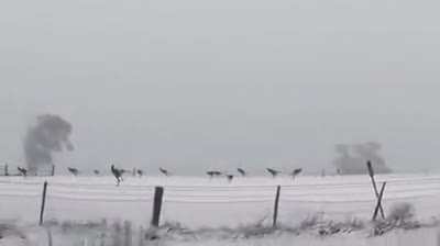 Snowing in Australia and its not every day that you get to see Kangaroos hopping in the snow .. so cute
