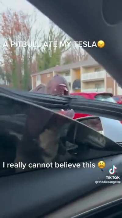 Dog follows woman to her car and rips into it