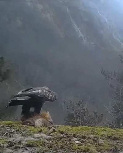 Have you ever seen a scene like this? It is difficult to tell whether this is a hawk or an eagle 🦅