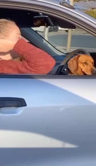 What's better than 1 sausage dog?
