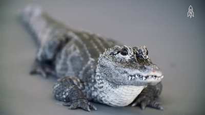The Chinese alligator is one of the rarest crocodilians in the world with about 300 wild individuals left. Much smaller than its American cousin, full grown adults weigh less than 100 lbs. Historically called the "muddy dragon", these gators may have insp