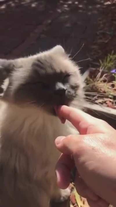 An angry and grumpy cat