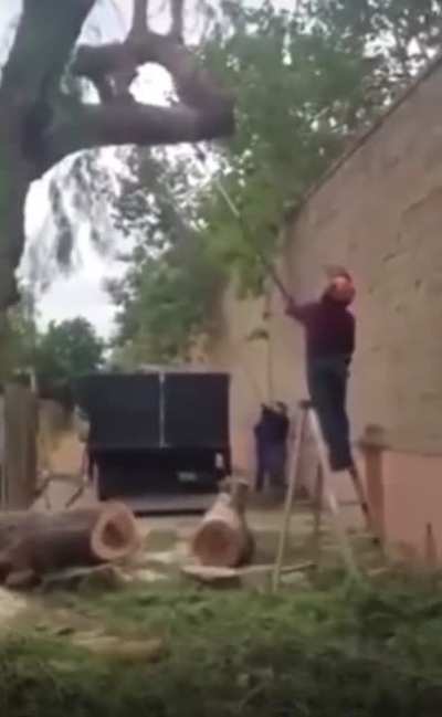 Wood you believe it