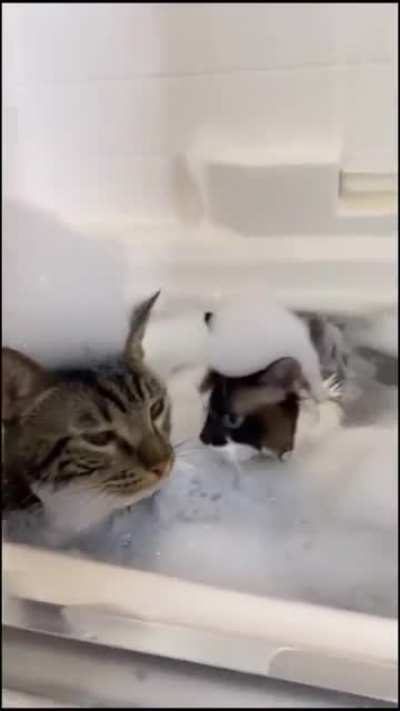 cat with daddy issues