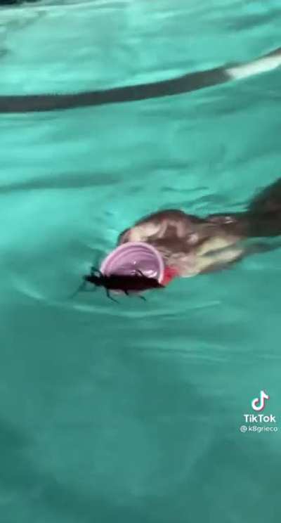 MIRA LATE UNA CUCARACHA 😱