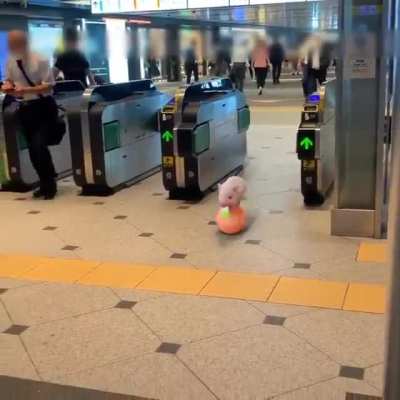 Pig with a ticket