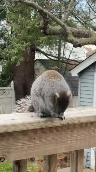 Mr. Chonk’s morning shower routine 🤣