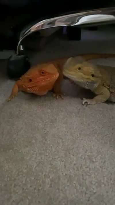 Priceless...Peper sneaks a kiss then looks at me like &ldquo;What?&rdquo;