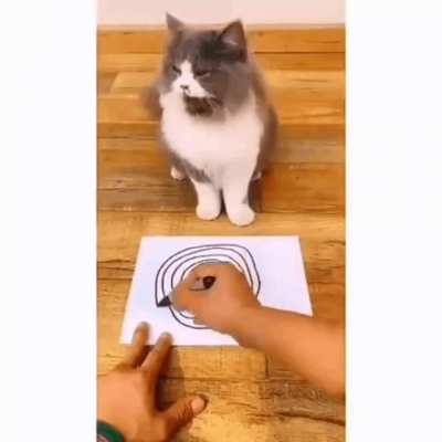 Stop it, hooman!