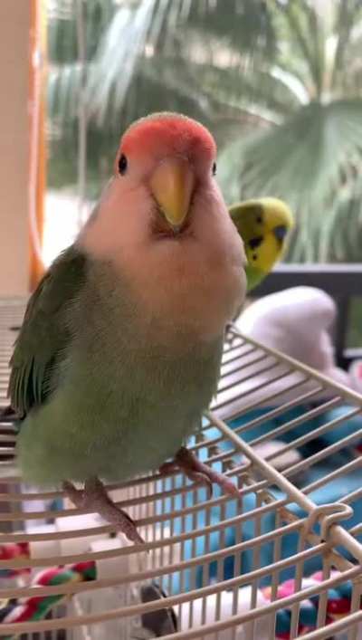 EXTEND