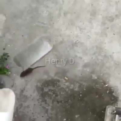 Bonk