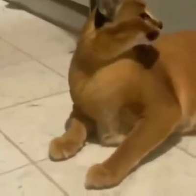 aaa
