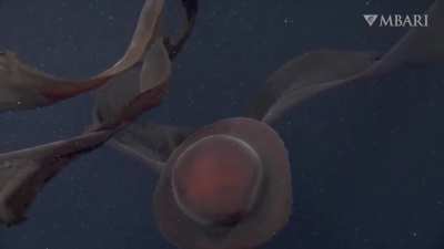 Rare encounter with a phantom jellyfish 3,200 feet below the surface of the ocean