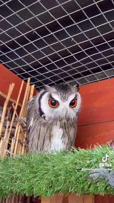 My first post here I believe! Found this on a random tik tok, I love their eyes.