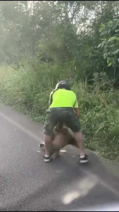 Helping a sloth cross the road.