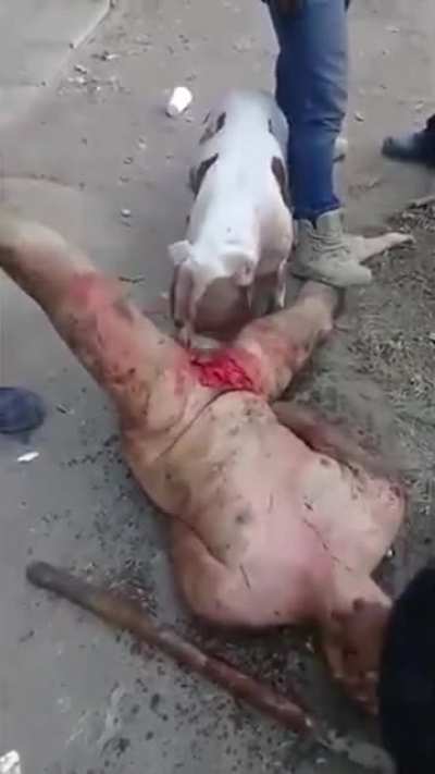 Rapist is fed to the strays genitalia first (this is the most disturbing thing I&rsquo;ve ever seen online)