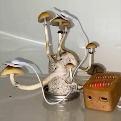 Strain "Golden Teachers" connected to diodes that detect the biometrics of the mushroom, that translates the data into synth noises, creating real trippy tunes!