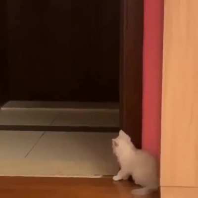 To scare the hooman