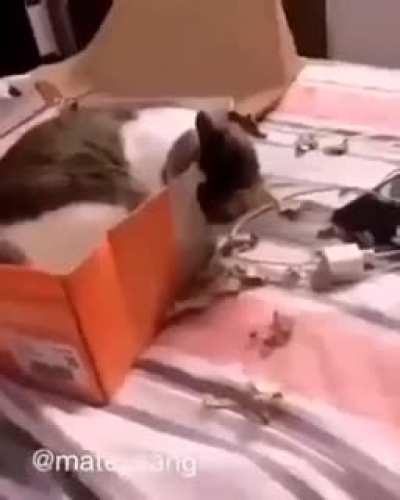 Smart cat