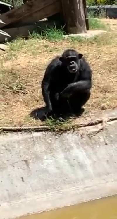 Monke Hitting Sheeesh