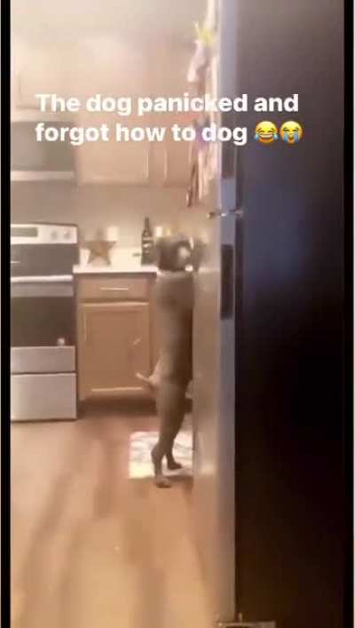 That&rsquo;s not a dog.