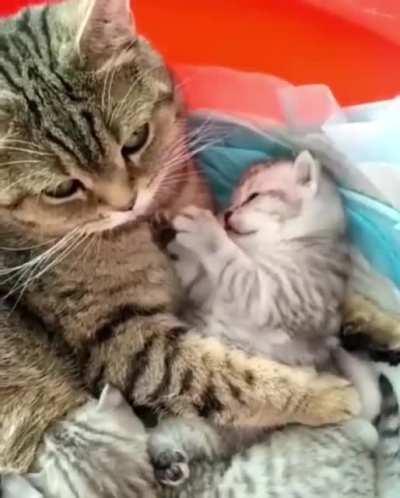 touch tha parent.