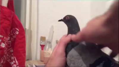 pigeon