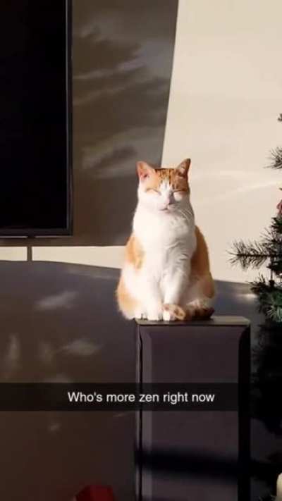 Zen chonk