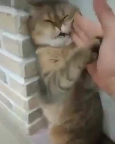 A true feline chad!